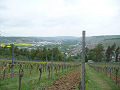 Weinwanderung Würzburg-Randersacker - Bild 2