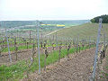 Weinwanderung Würzburg-Randersacker - Bild 4